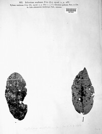 Thekopsora areolata image